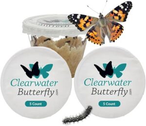 Clearwater Butterfly Painted Lady Butterflies 10 Live Caterpillars